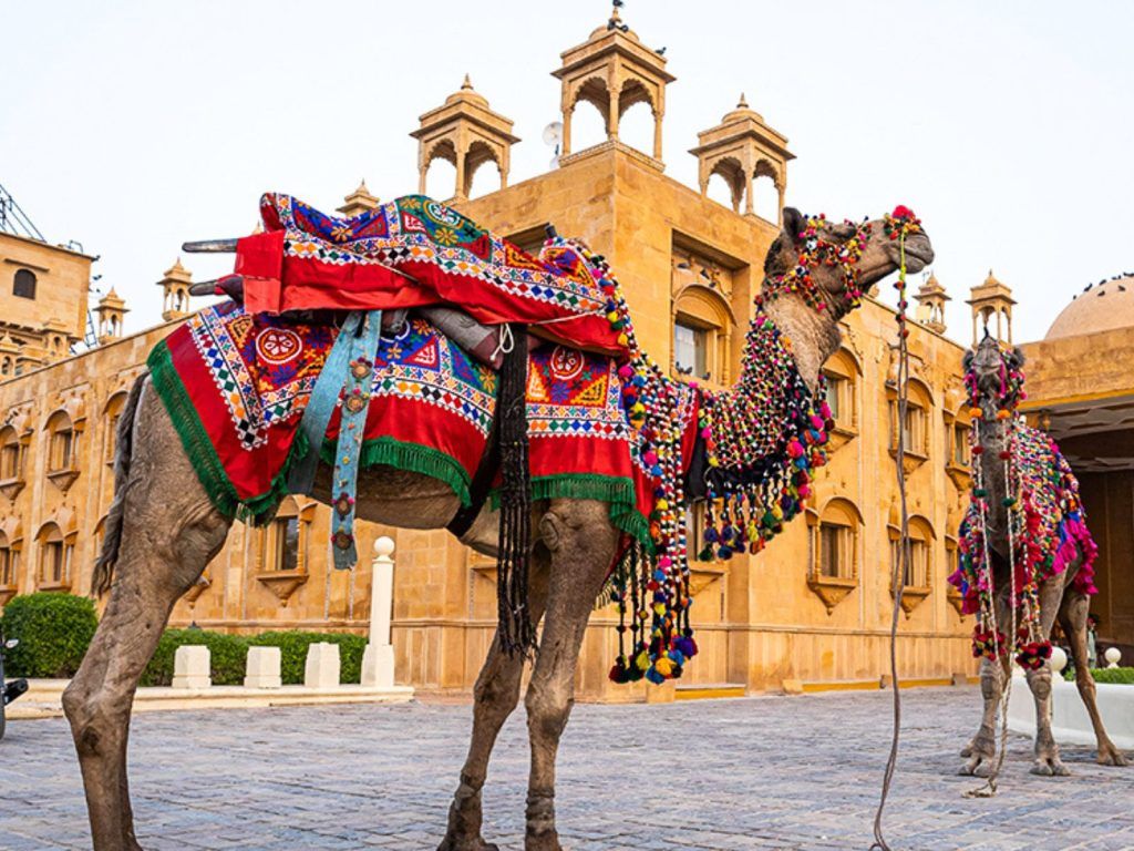 Decorated camels at a Rajasthan festival